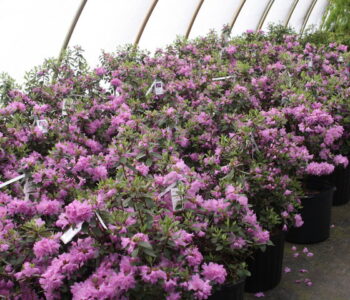 Perennials, Purple